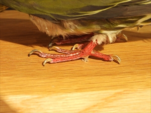 アオバト足