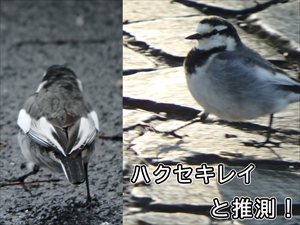 ハクセキレイ