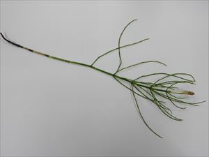 イヌスギナ