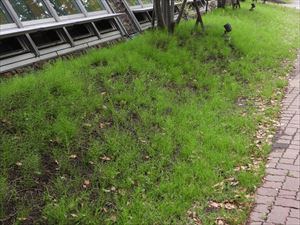 スギナの生育環境