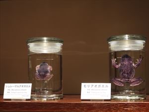 シュレーゲルアオガエル
