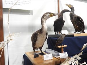 ウミウ