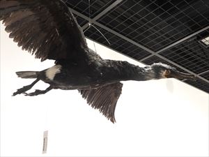 ウミウの成鳥