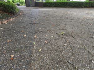 クスノキの落枝