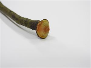 クスノキ