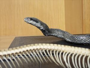 アオダイショウ