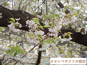 オオシマザクラ