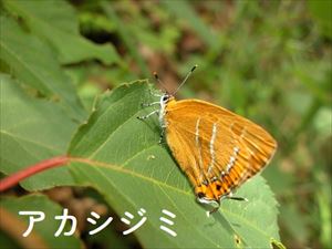 アカシジミ