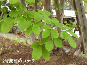 コナラ