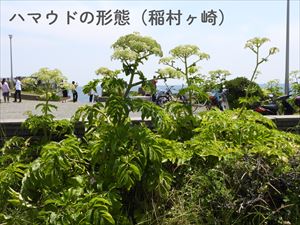 ハマウド