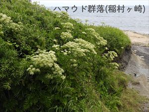 ハマウド