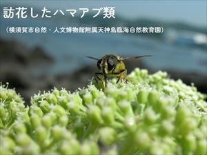 ハマアブ