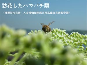 ハマバチ