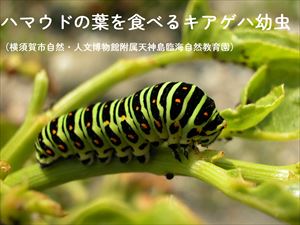 キアゲハ
