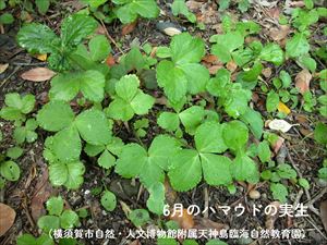 ハマウド