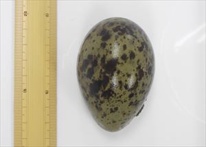 オオセグロカモメの卵