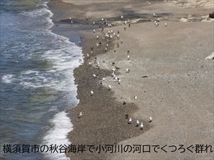 ウミネコ