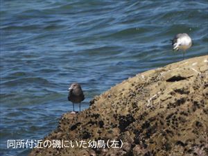 ウミネコ