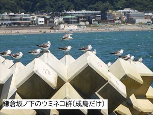 ウミネコ
