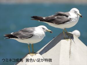 ウミネコ