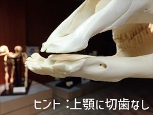 クイズ