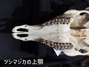 クイズ