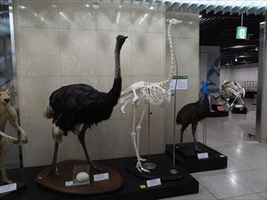 博物館の鳥