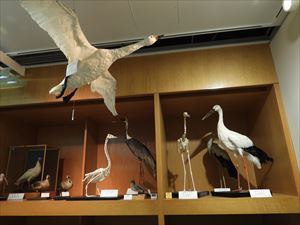 博物館の鳥