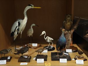 博物館の鳥