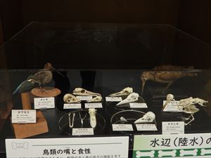 博物館の鳥