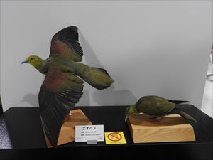 博物館の鳥