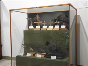 博物館の鳥