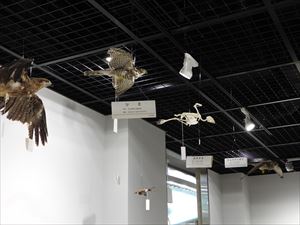 博物館の鳥