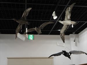 博物館の鳥