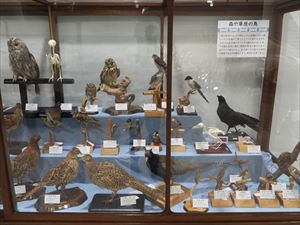 博物館の鳥