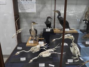博物館の鳥