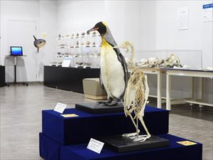 博物館の鳥