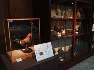 博物館の鳥