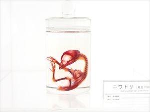博物館の鳥