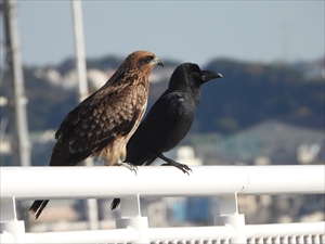 トビとハシブトカラス
