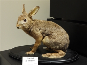 ノウサギ