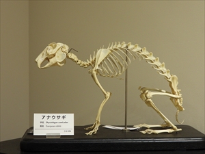 アナウサギ1