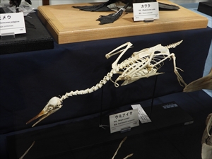 ウミアイサ骨格標本