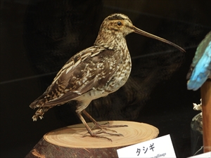 博物館のタシギ