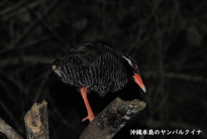 ヤンバルクイナ