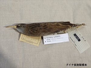 クイナ仮はく製