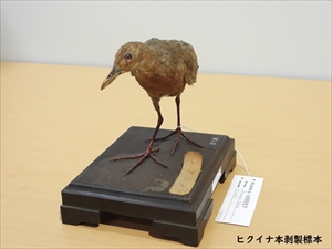 ヒクイナ本はく製