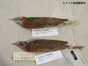 ヒクイナ仮はく製