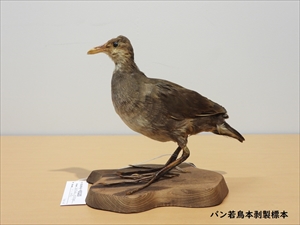 バン本はく製
