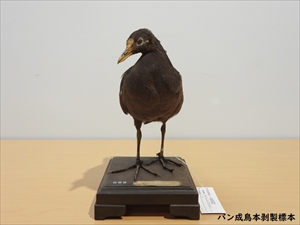 バン成長本はく製